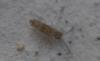 Entomobrya nivalis